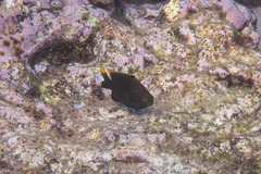 Plectroglyphidodon apicalis