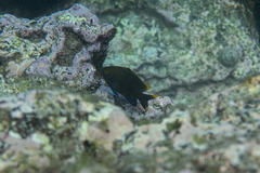 Plectroglyphidodon apicalis