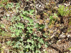 Lomatium repostum