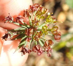Lomatium repostum