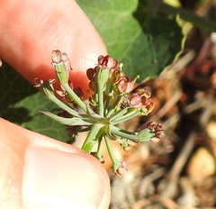 Lomatium repostum