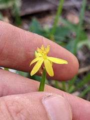 Tricoryne anceps pterocaulon