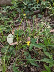 Tricoryne anceps pterocaulon