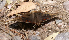 Junonia nigrosuffusa