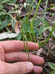 Tricoryne anceps pterocaulon