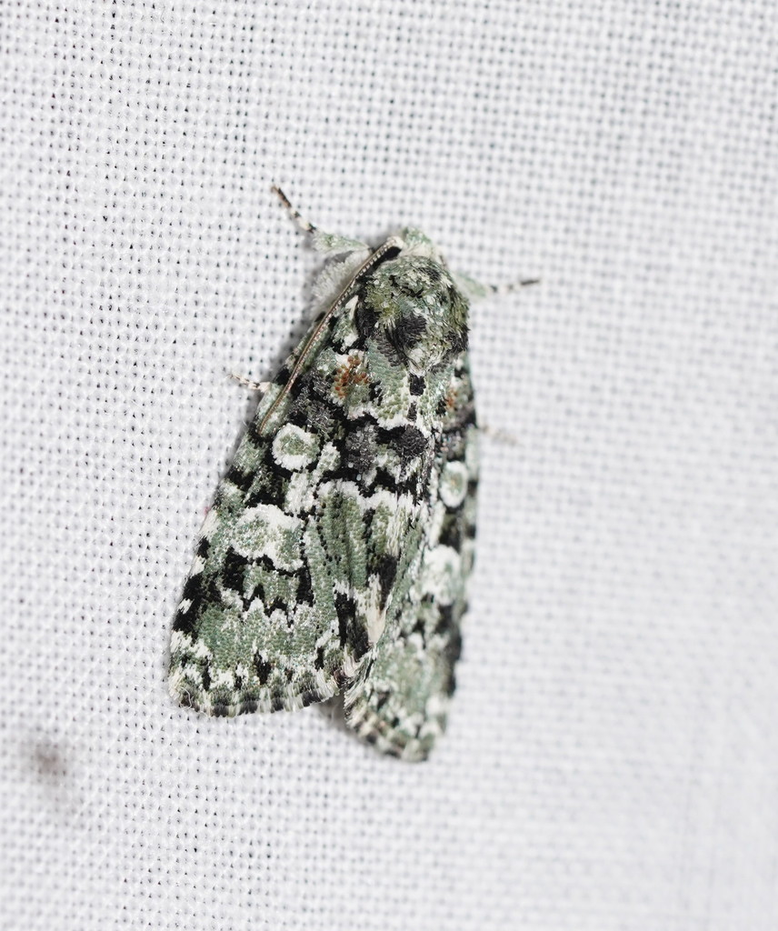 Epicyrtica hippolopha