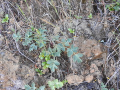 Lomatium repostum