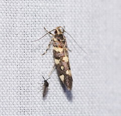 Macrobathra myriophthalma