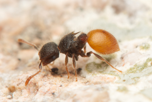 毛盾胸切叶蚁Meranoplus hirsutus