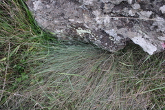 Festuca actae