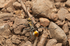 Polyrhachis trapezoidea