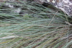 Festuca actae