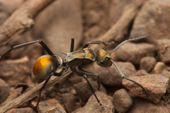 Polyrhachis trapezoidea