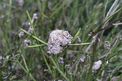 Aceria carmichaeliae