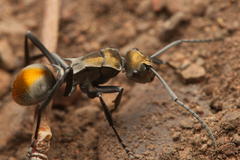 Polyrhachis trapezoidea