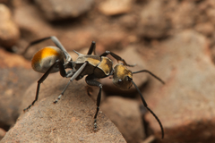Polyrhachis trapezoidea