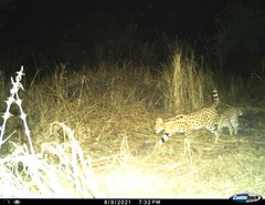 Leptailurus serval serval