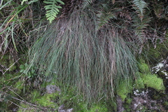 Festuca actae