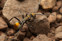 Polyrhachis trapezoidea