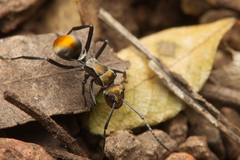 Polyrhachis trapezoidea