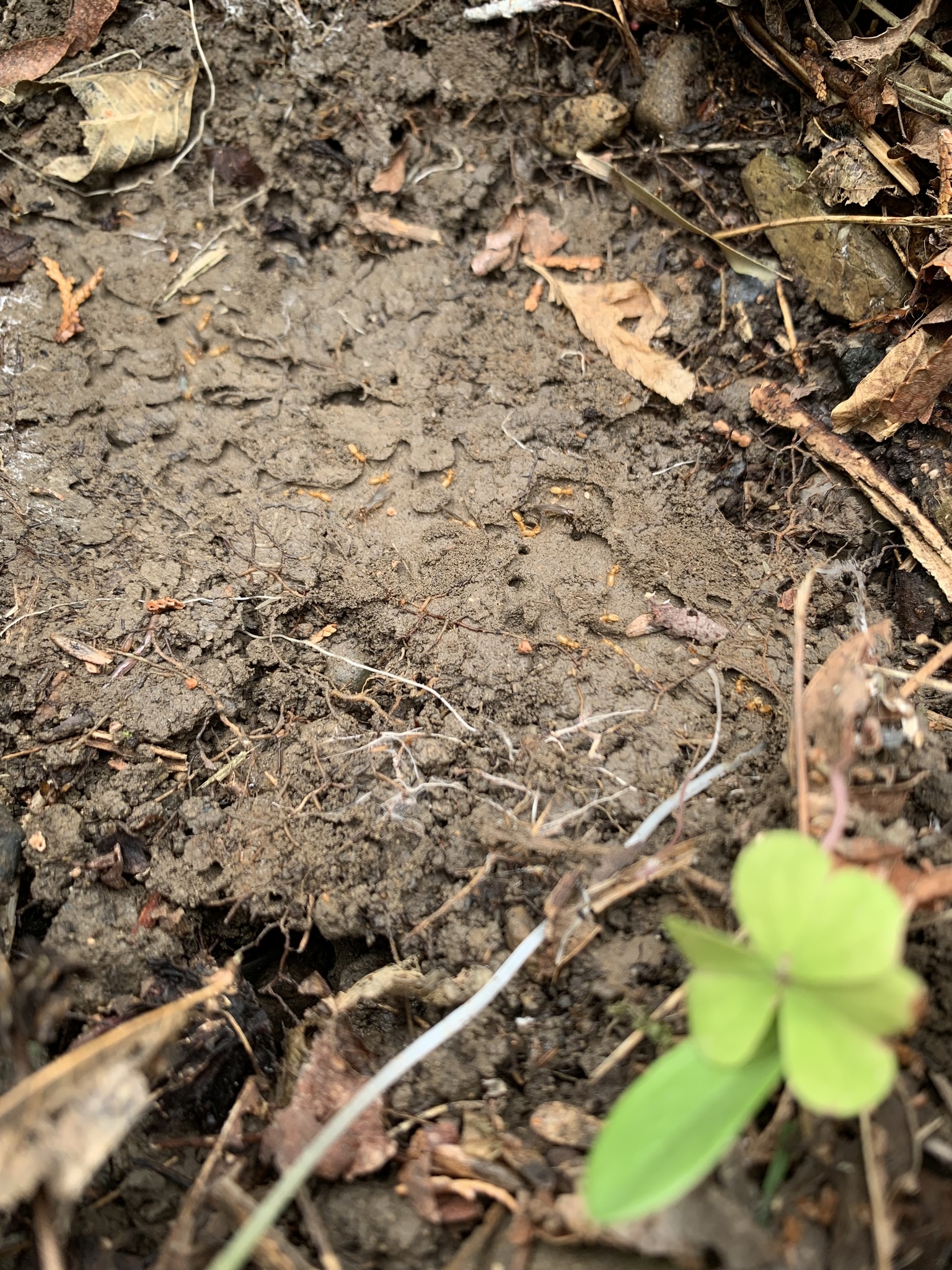 Acropyga sauteri
