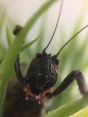 Liparoscella modesta