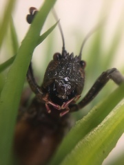 Liparoscella modesta