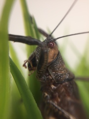 Liparoscella modesta