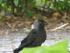 Corvus monedula