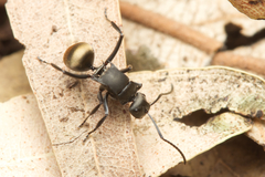 Polyrhachis tubifera