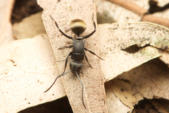 Polyrhachis tubifera