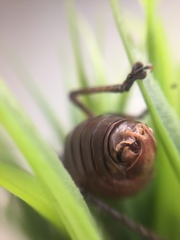 Liparoscella modesta
