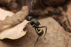 Polyrhachis tubifera