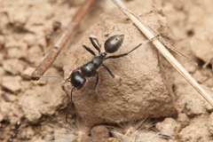 Calomyrmex albopilosus