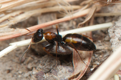 Opisthopsis picta