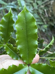Alyxia ilicifolia
