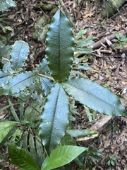 Alyxia ilicifolia