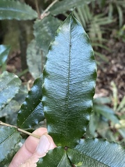 Alyxia ilicifolia