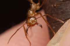 Aphaenogaster barbara