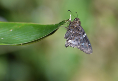 Codatractus arizonensis