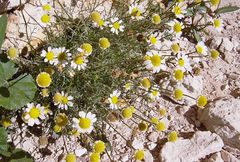 Anthemis cretica