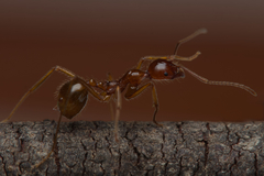 Aphaenogaster barbara