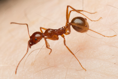 Aphaenogaster barbara