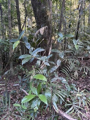 Alyxia ilicifolia