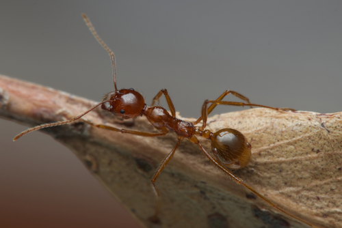 Aphaenogaster barbaraAphaenogaster barbara