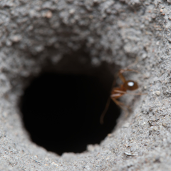 Aphaenogaster barbara