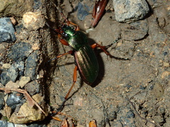 Carabus auratus