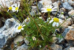 Anthemis cretica