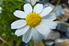 Anthemis cretica