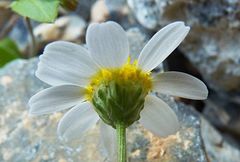 Anthemis cretica